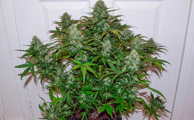 Куст с большими шишками