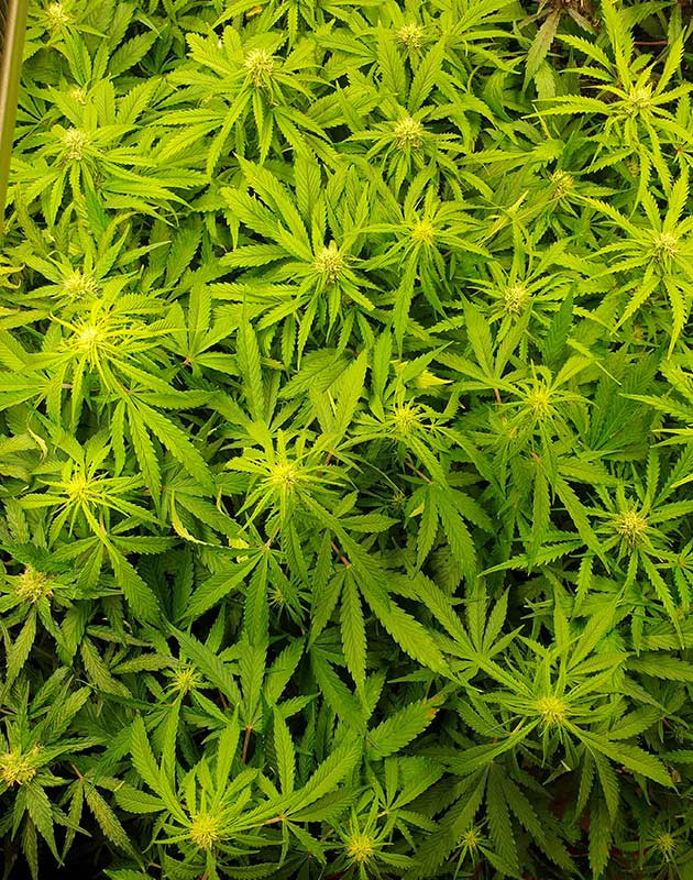 Цветение на 9 неделе роста Куст конопли с множеством бутонов