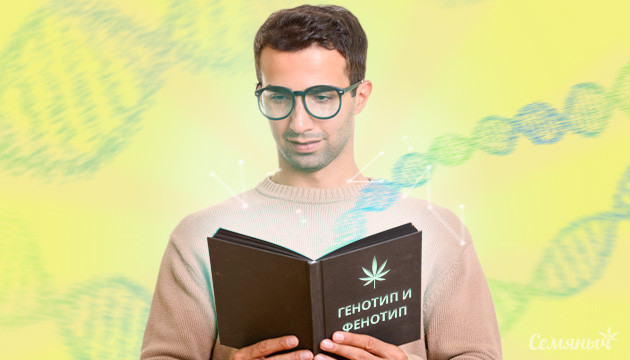 Генотип и фенотип каннабиса