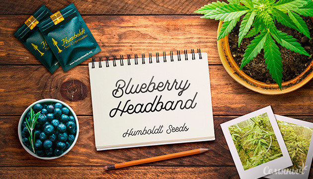 Гроурепорт по выращиванию сорта Blueberry Headband