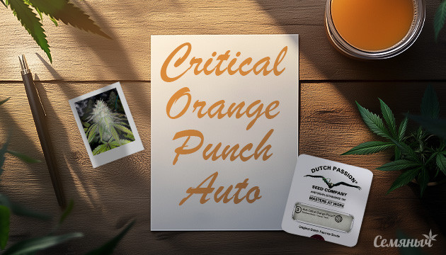 Выращивание сорта конопли Critical Orange Punch Auto в индоре