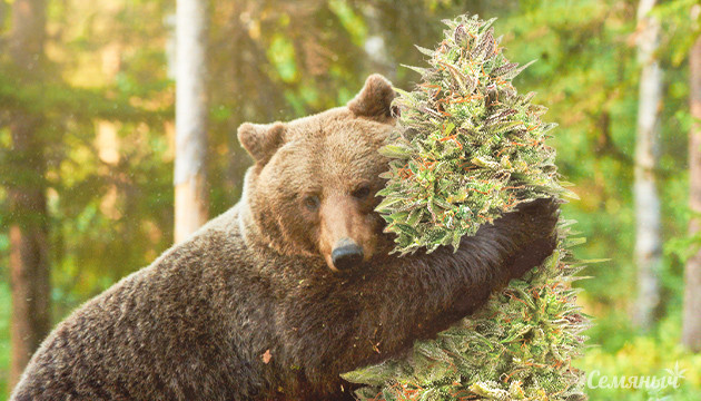 Всё о сорте Dos-si-dos Сорт Dos-si-dos в индоре с медведем