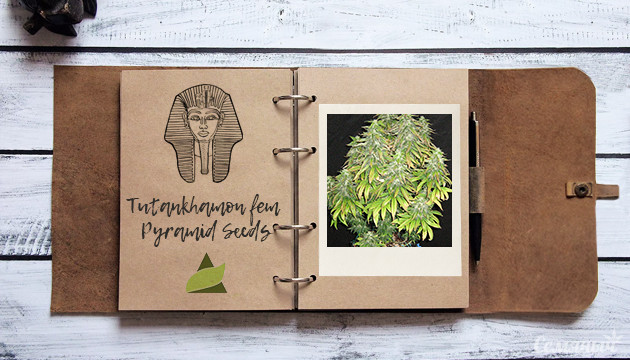 Гроурепорт сорта Tutankhamon fem от Pyramid Seeds