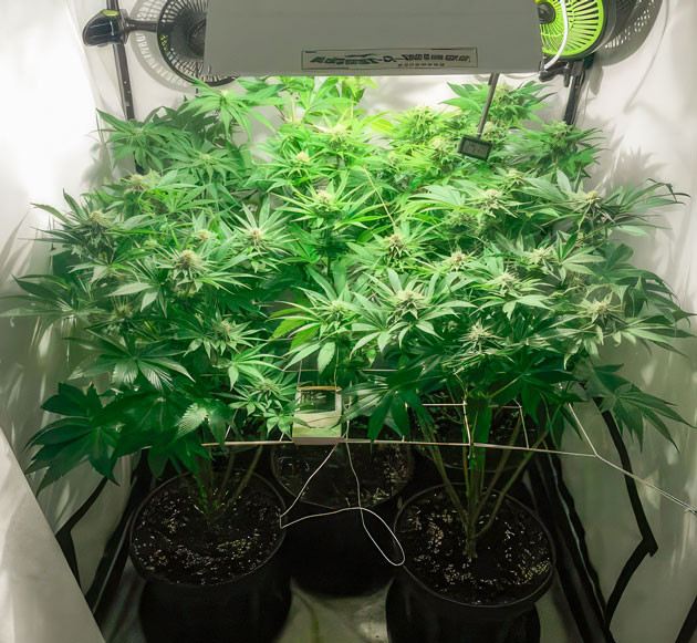 Изменения в составе удобрений Кусты Mimosa Shot на 6 неделе выращивания