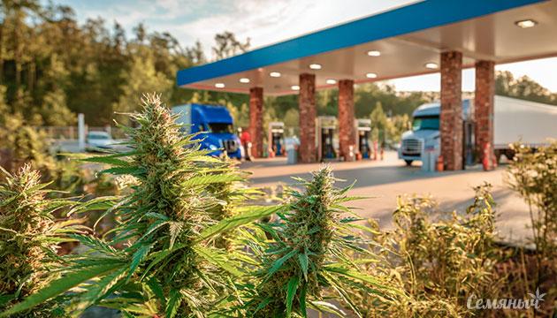 Легенда Sour Diesel и история его происхождения Канна-легенды: Sour Diesel