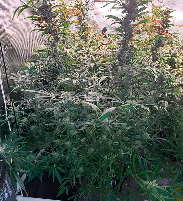 Как я справился с трудностями выращивания