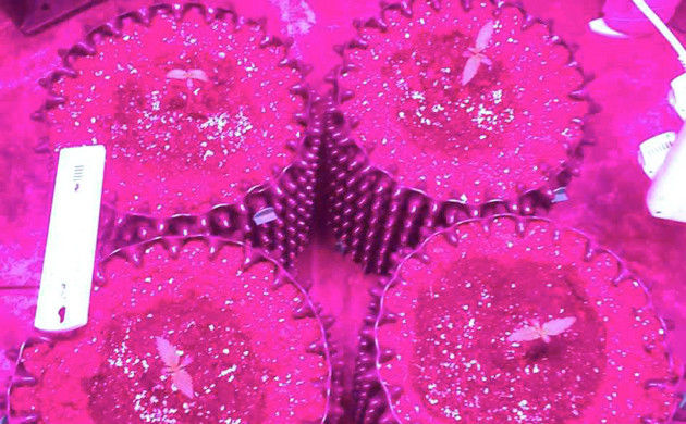 Росток марихуаны Auto White Widow fem в гроуруме