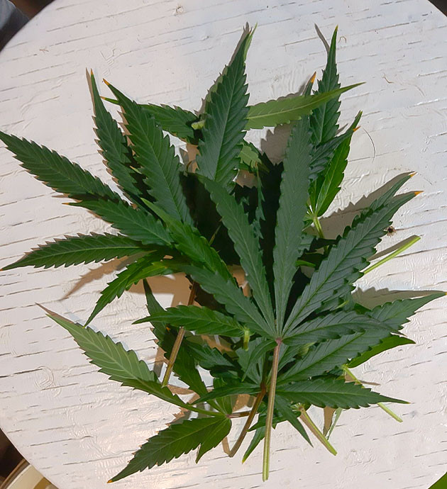 Установка лампы и уход за Bruce Banner Auto