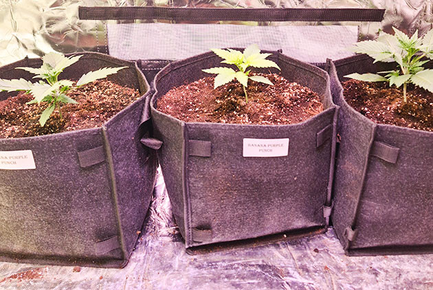 Полив с удобрениями Banana Purple Punch Auto