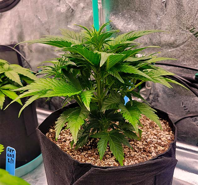 Пестики и уборка лишней листвы Apricot Auto