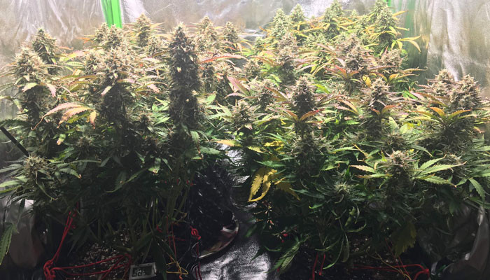 Jack 47 Auto перед харвестом