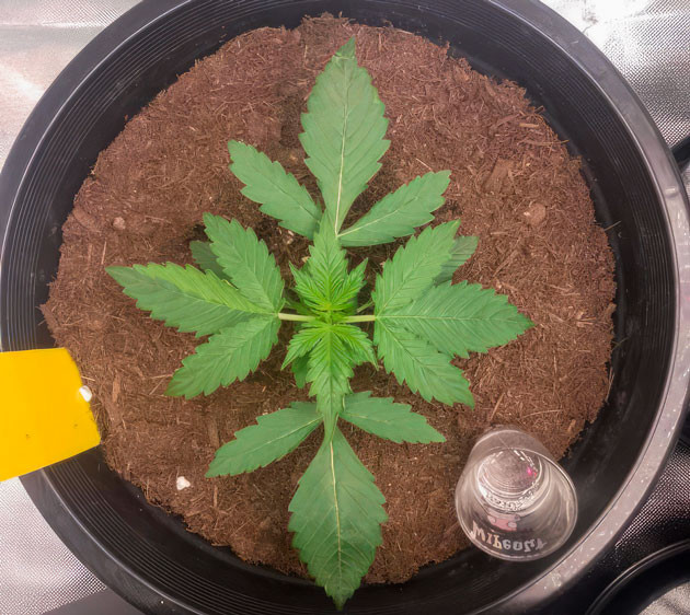 Конопля на 2 неделе роста