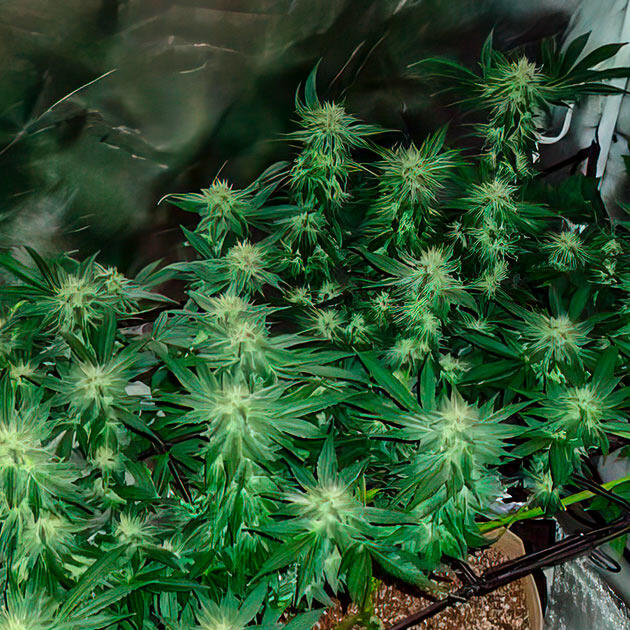 10 неделя выращивания Keepers OG Autoflower от Seedkeepers