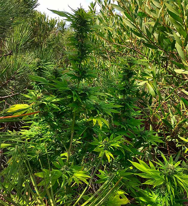 Досрочный сбор урожая с третьего куста Куст конопли в солнечную погоду