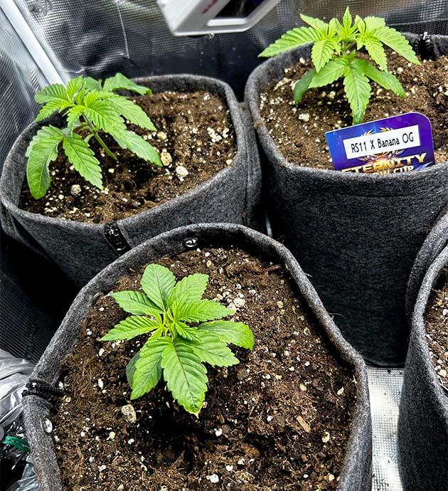 Растишки RS11 x Banana OG от Barney's Farm на 2 неделе