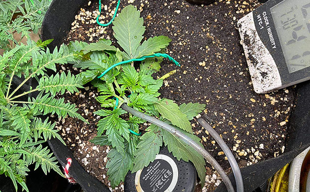 Фиксация ветвей с помощью проволоки