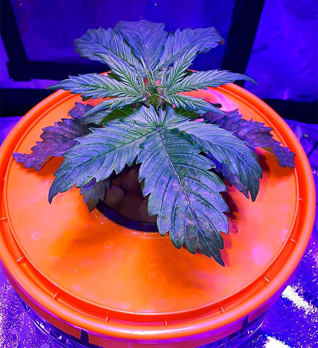 Ожоги и рост: баланс Northern Lights