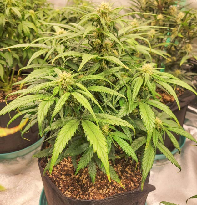 Уход за Ztrawberriez Auto