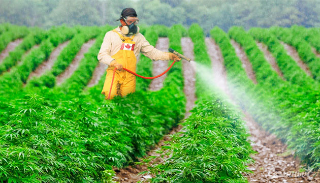 Нелегальный каннабис в Канаде или высокий уровень пестицидов Нелегальный каннабис в Канаде или высокий уровень пестицидов