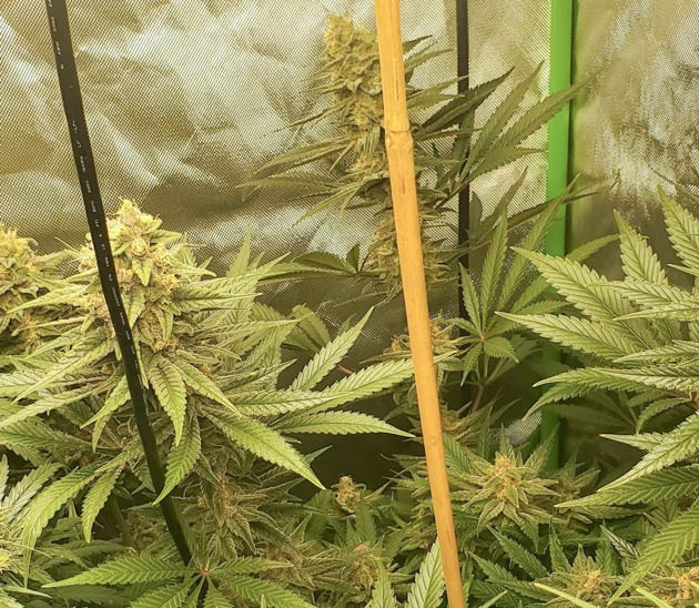 Опоры для Cafe Racer