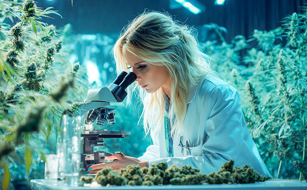 Химический лабораторный анализ каннабиса – дорогая процедура и доступная не везде Сложности точного анализа терпенов