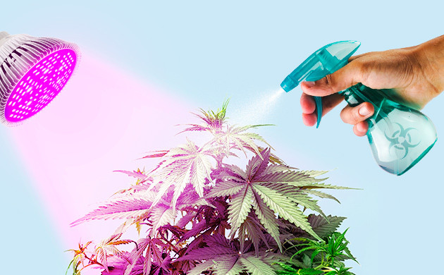 Способы феминизации конопли