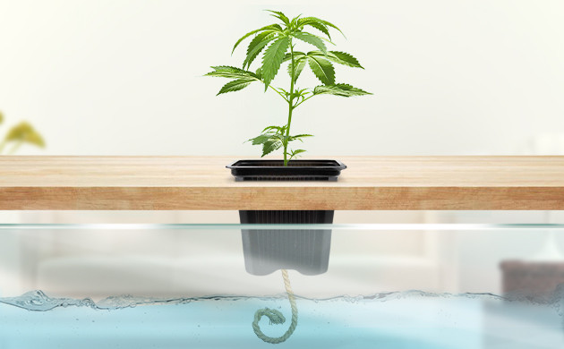 Фитиль из горшка опущен в питательный раствор