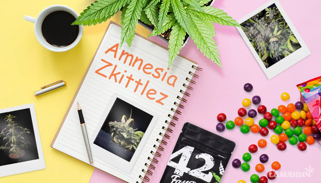 Дневник по выращиванию конопли Amnesia Zkittlez Auto от FastBuds