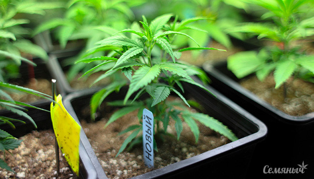 Как вывести новые сорта конопли самому