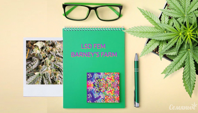 Выращивание сорта LSD fem от сидбанка Barney’s Farm