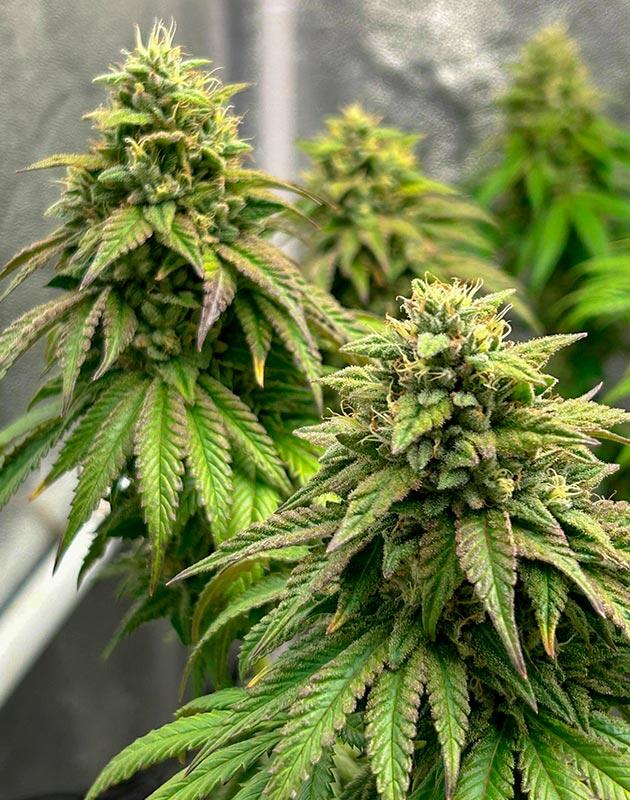 Зрелые шишки каннабиса