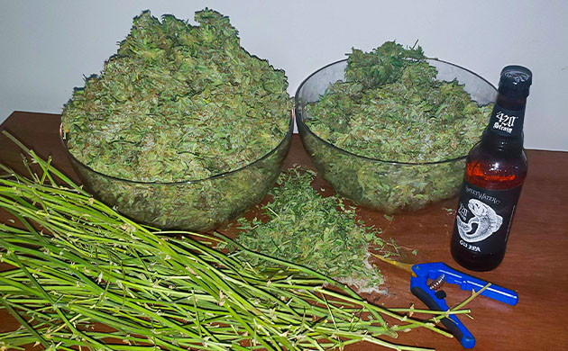 Урожай Wedding Cheesecake Auto