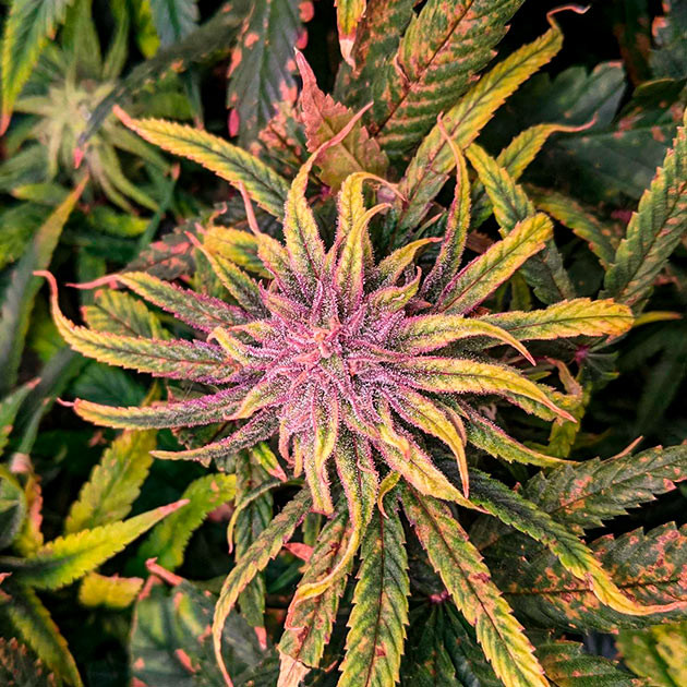 Куст Bruce Banner #3 на 14 неделе выращивания