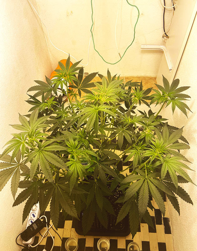 Переход каннабиса к фазе цветения 70 см куст Chemical Bride в гроуруме