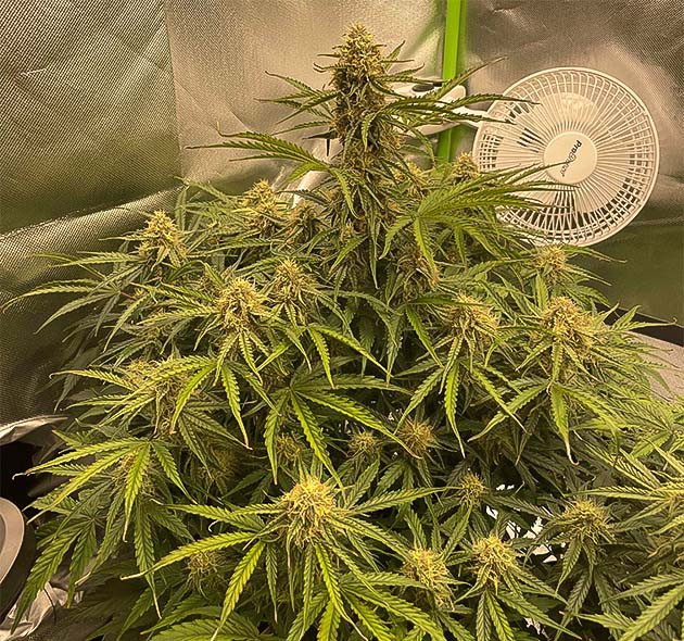 Прогресс цветения Apollo F1 Auto