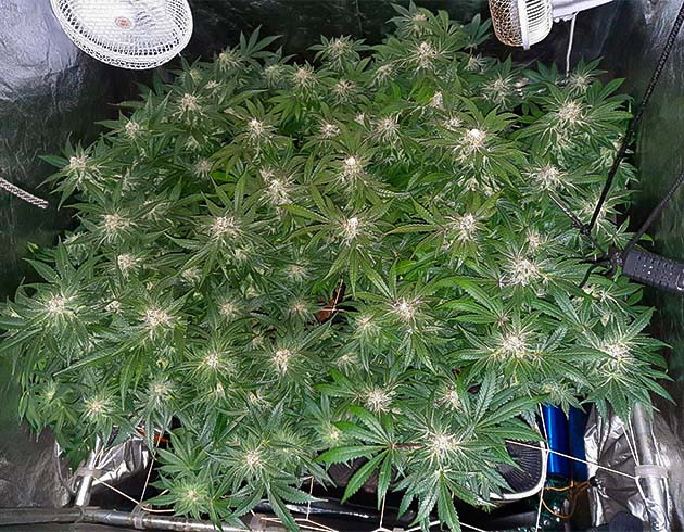 Цветение куста Jack 47 Куст Jack 47 на цветении