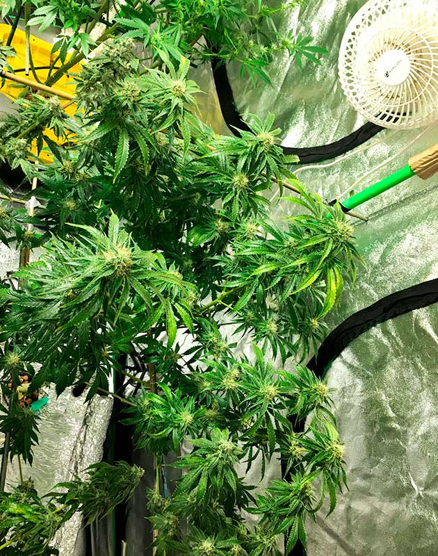 Быстрое покрытие трихомами