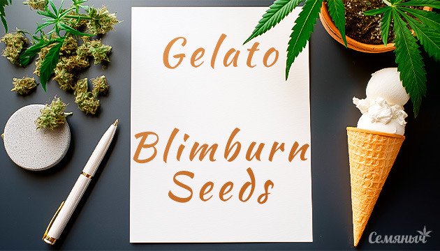 Гроурепорт Gelato от Blimburn Seeds