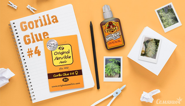 Выращивание сорта конопли Gorilla Glue #4 в кокосовом субстрате 