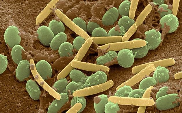 Живые организмы для живой почвы