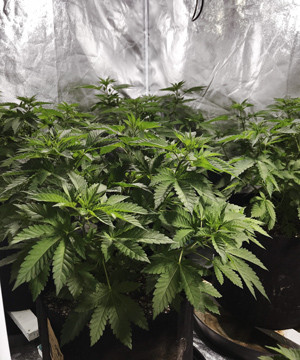 Кусты LSD ростом 45 см