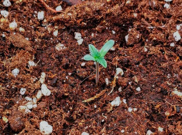 Росток сорта Mint Jelly Auto