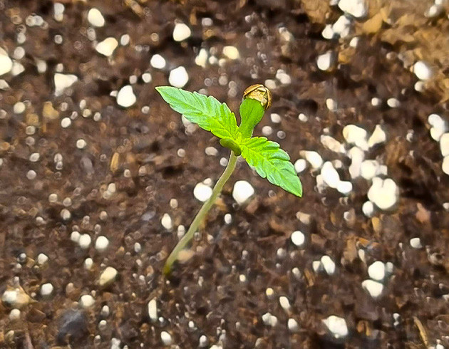 Проращивание семян Bruce Banner Auto