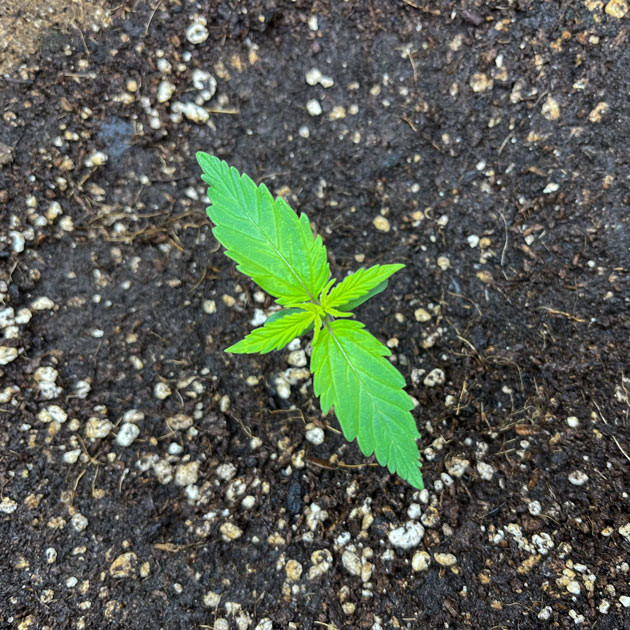 Titan F1 Auto: вторая неделя роста