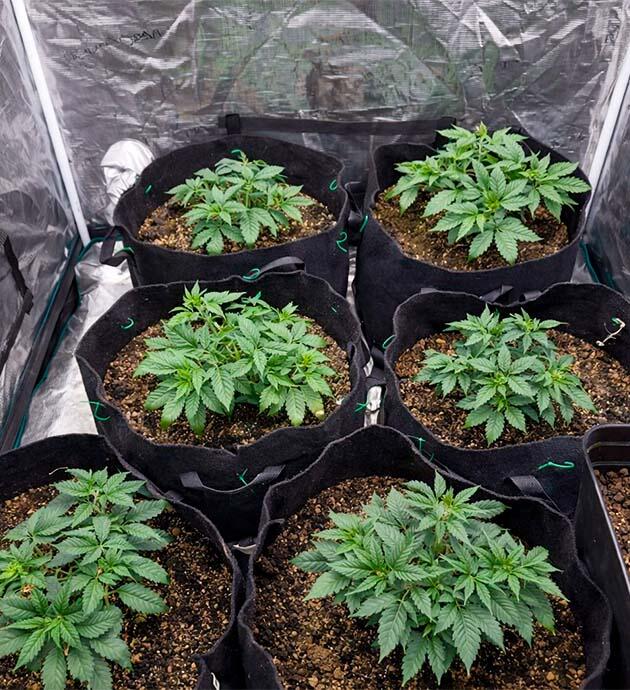 Пересадка конопли в 25 л гроубэги с микоризой
