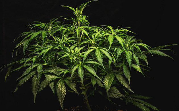 Куст Lemon AK на 6 неделе выращивания