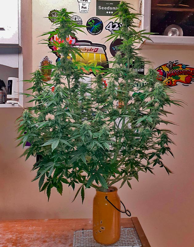 Куст Sour Diesel Auto от Herbies Seeds на стадии цветения