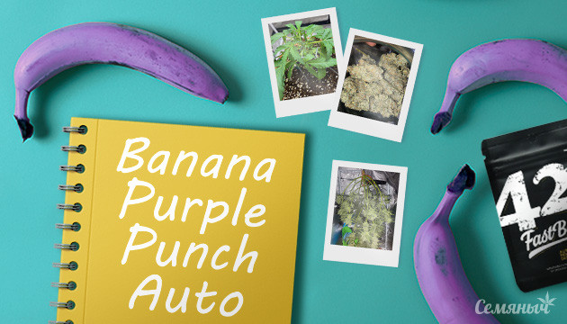 Гроурепорт по выращиванию сорта Banana Purple Punch Auto Выращивание сорта конопли Banana Purple Punch Auto в кокосе