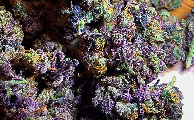 Granddaddy Purple: сорт для души, разума и тела