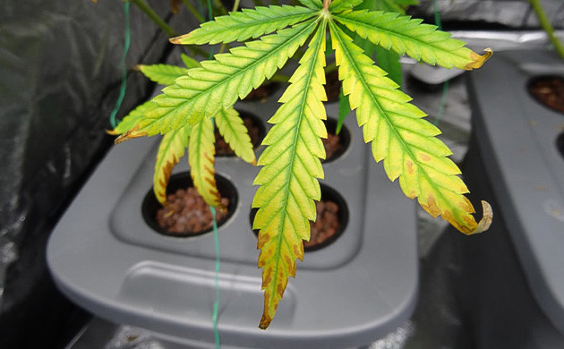 Последствия теплового стресса для растений